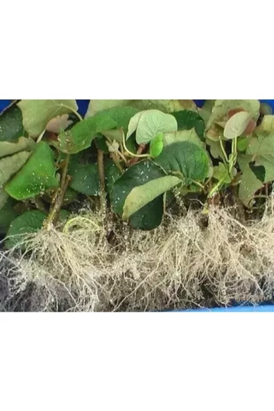 Iba K ( Indole Butyrik Asit ) Çelik Köklendirme Hormonu 5 gr (TOPRAK DÜZENLEYİCİ) Saf Su Ile Çözünür - Resim 7