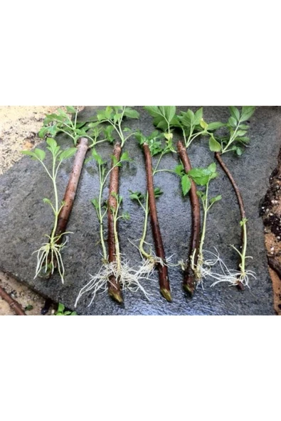 Iba K ( Indole Butyrik Asit ) Çelik Köklendirme Hormonu 5 gr (TOPRAK DÜZENLEYİCİ) Saf Su Ile Çözünür - Resim 6