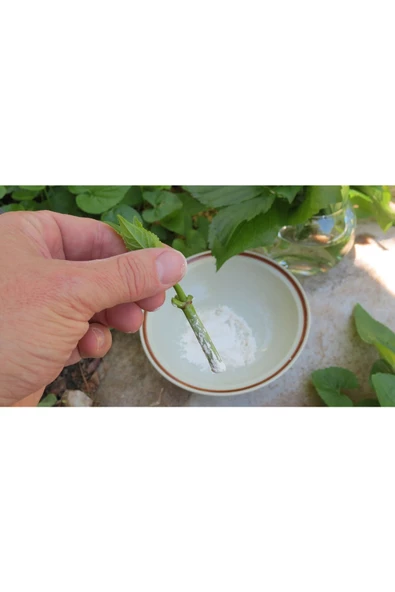 Kullanıma Hazır Toz Fidan Köklendirme Hormon 50 gr Fidan Kalem / Çelik - 4