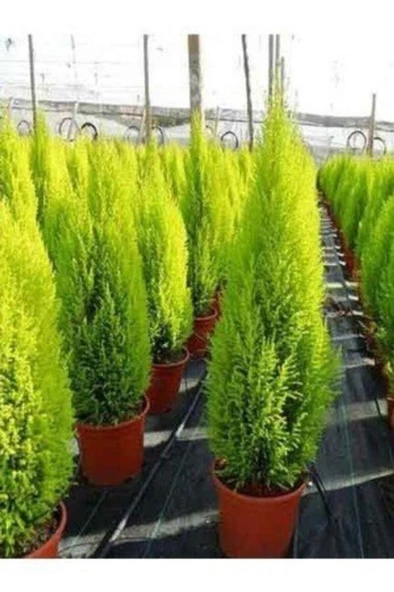 Limoni Servi Çam Fidanı Çam Fidanı 30-50 cm