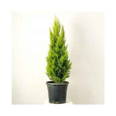 Limoni Servi Limon Çam 35-40 Cm 2 Adet