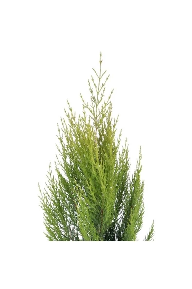 Limoni Servi Limon Çamı 50-80 Cm - Resim 2