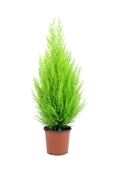 Bodur Limon Servi Çam Ağacı 30-50 cm
