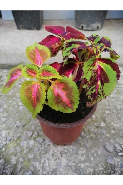 Kolyos Çiçeği Özel Renk 10-20 Cm - Resim 3