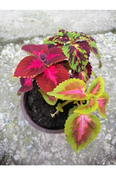 Kolyos Çiçeği Özel Renk 10-20 Cm - Resim 2