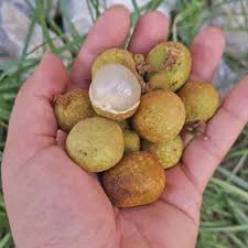 1 Adet Tohum Tropikal Ejderha Meyvesi Tohumu Ejderha Ağaç Meyvesi Ejder Gözü - Resim 2