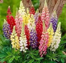 20 Adet Tohum Tropikal Lupino Lupinus Çiçeği Tohumu Hediye Tohumlu