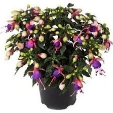 100 Adet Tohum Nadir Karışık Yer Küpelisi Küpeli Çiçeği Tohumu Hediye Tohumlu - Resim 2