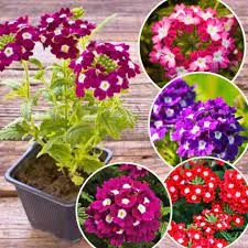 30 Adet Tohum Nadir Organik Karışık Renkli Mine Çiçeği Tohumu Mezarlık Kabir Çiçeği Tohumu