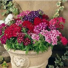 30 Adet Tohum Nadir Organik Karışık Renkli Mine Çiçeği Tohumu Mezarlık Kabir Çiçeği Tohumu - 2