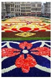 20 Adet Tohum Nadir İthal Japon Halısı Çiçeği Tohumu Hediye Tohumlu