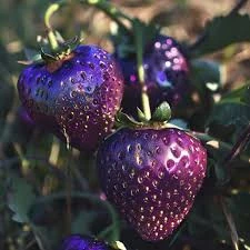 20 Adet Tohum Organik İthal Mor Çilek Tohumu Hediye Tohumlu - 2