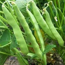 100 Adet Tohum Nadir Kılçıksız Alman Ayşe Fasulyesi Fasulye Fasülye Tohumu Hediye Tohum ürün görseli 1