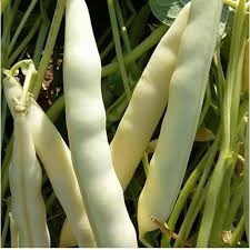 100 Adet Tohum Nadir Niğde Beyaz Fasulye Fasülye Tohumu Sürpriz Hediye Tohumlu - 2