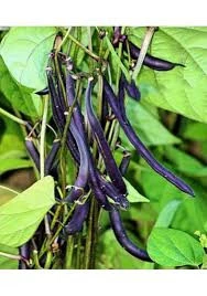 150 Adet Tohum Nadir Sırık Siyah Fasulye Fasülye Tohumu Organik Ata Tohumu Hediye Tohum - 3