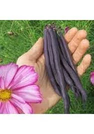 150 Adet Tohum Nadir Sırık Siyah Fasulye Fasülye Tohumu Organik Ata Tohumu Hediye Tohum
