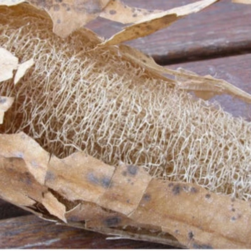 Doğal Kabak Lifi - 4