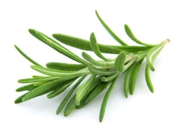 Biberiye Fidanı 1 Adet 15-25 Cm Rosemary - Resim 2