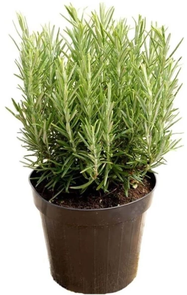 Biberiye Fidanı 1 Adet 15-25 Cm Rosemary ürün görseli