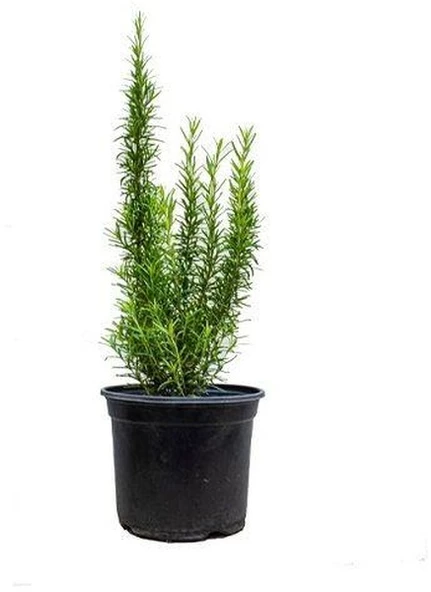 Biberiye Kuşdili Fidanı 5 Adet 20-30 Cm ürün görseli