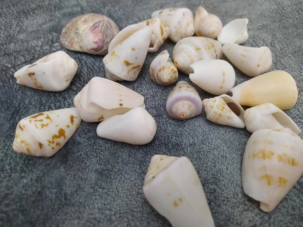 Hdmarketim Dekoratif Doğal Deniz Kabuğu 500 gr - 2