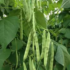 100 Adet Tohum Nadir Sarıkız Fasulye Fasülye Tohumu Oturak Sarıkız Fasulyesi Tohumu - Resim 2