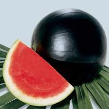 100 Adet Siyah Washinton Karpuz Tohumu Organik Ata Tohum Hediye Tohumlu - 3