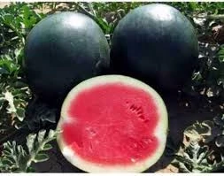 50 Adet Tohum Nadir Organik Washinton Bal Kara Siyah Karpuz Tohumu Sürpriz Hediye Tohum - 3