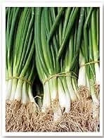 1 Paket Tohum Organik Hasat Arzuman Taze Firik Soğan Tohumu Hediye Tohumlu ürün görseli 1