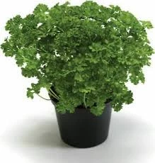 200 Adet Tohum Kıvırcık Maydanoz Tohumu Hobi Balkon Bahçe Frenk Maydonoz Tohum - Resim 2