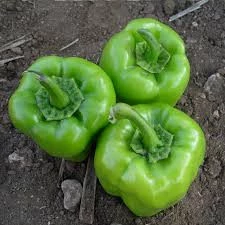 150 Adet Tohum Acı Antep Dolma Biber Tohumu Dolmalık Biber Yeşil Hediye Tohumludur - 3
