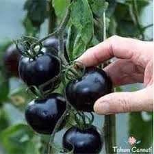 20 Adet Tohum Ojinal Organik Siyah Çeri Domatesi Domates Tohumu Siyah Çeri Hobi Balkon - Resim 2