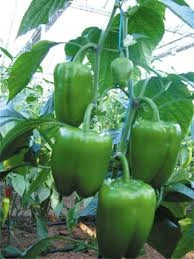 100 Adet Tohum Acı Antep Dolmalık Kurutmalık Dolma Biber Tohumu Sürpriz Hediye Tohum - 2