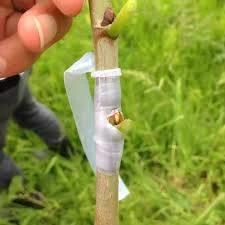 5 Adet Şeffaf Aşı Bandı Fidan Aşılama Bant Kaliteli Kullanışlı Bant - 3