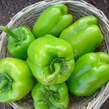 100 Adet Tohum Tatlı Dolmalık Kandil Tatlı Dolma Biber Tohumu Saksı Toprak Hediyeli - 3
