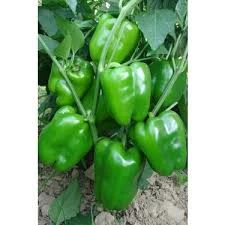 100 Adet Tohum Acı Antep Dolmalık Kurutmalık Dolma Biber Tohumu Sürpriz Hediye Tohum