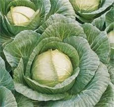 200 Adet Tohum Taze Hasat Niğde Sarmalık Lahana Tohumu Hediye Tohum - 3