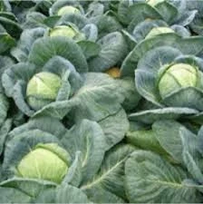 200 Adet Tohum Taze Hasat Niğde Sarmalık Lahana Tohumu Hediye Tohum