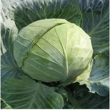 200 Adet Tohum Taze Hasat Niğde Sarmalık Lahana Tohumu Hediye Tohum - 2