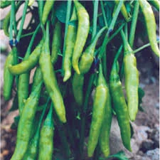1 Paket Tohum Arzuman Acı Yeşil Cin Süs Biberi Bber Tohumu Hediye Tohumlu - Resim 2