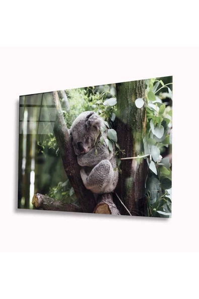Koala Dekoratif ve Modern Cam Tablo 4mm Dayanıklı Temperli Cam ürün görseli