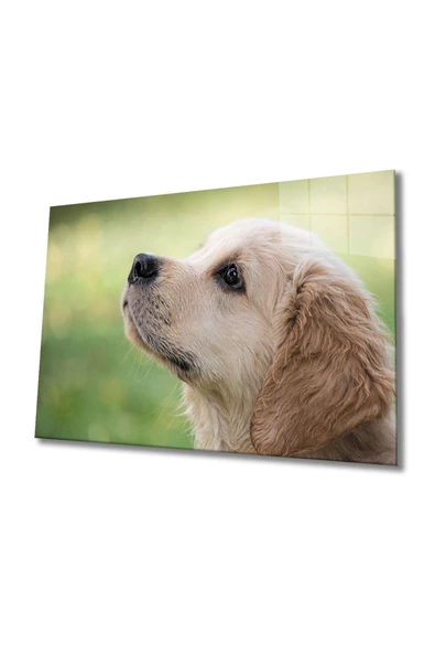Köpek 1 Dekoratif ve Modern Cam Tablo