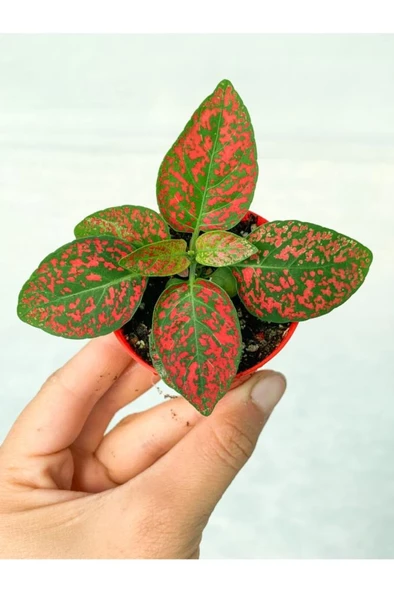 Çilli Kırmızı Fittonia Çiçeği 10-20 cm Hypoestes Hostes - Resim 2