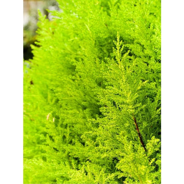 Dış Cephe Limoni Servi Limon Çamı Cupressus Macrocarpa 30-50 cm - 2