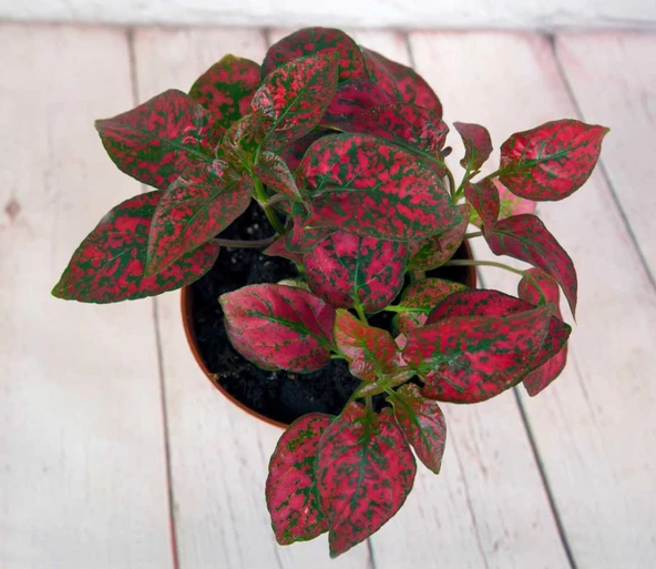 Çilli Kırmızı Fittonia Çiçeği 10-20 cm Hypoestes Hostes