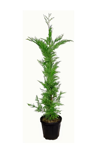 Servi  Mavi Selvi Fidanı Blue Cypress Cypress Sapling 50-100 cm