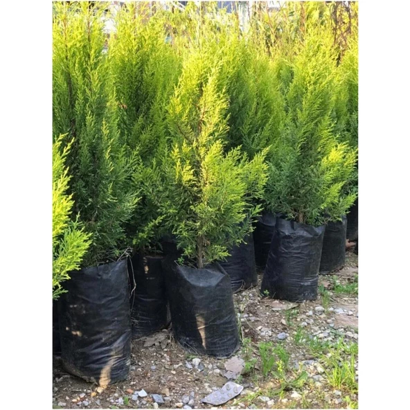 Dış Cephe Limoni Servi Limon Çamı Cupressus Macrocarpa 30-50 cm - 4