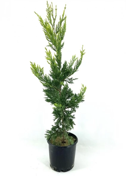 Cupressocyparis Leylandi Leylandi Çam Fidanı 60-100 cm