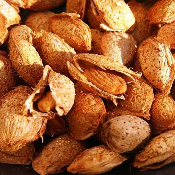 Tüplü Aşılı Yarıbodur Elle Kırılan Nonpareil Badem Fidanı - 1