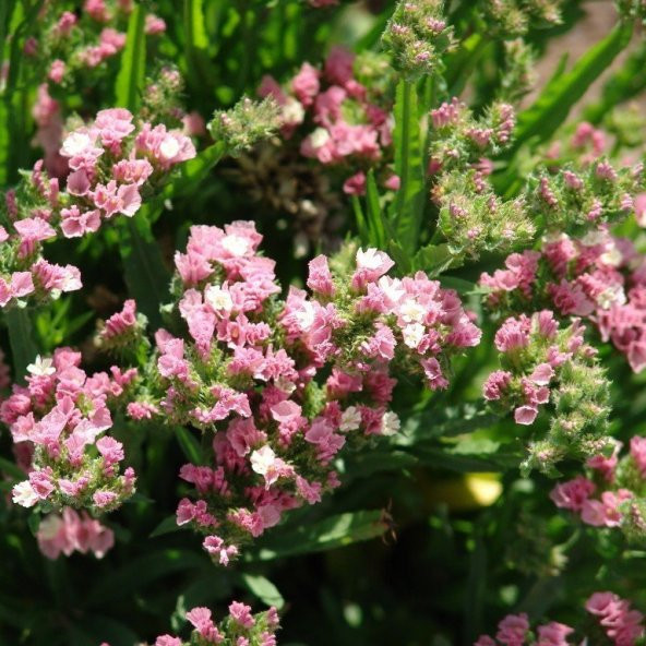 Limonium Sinuatum Deep Rose Deniz Lavantası Tohumu (30 tohum)